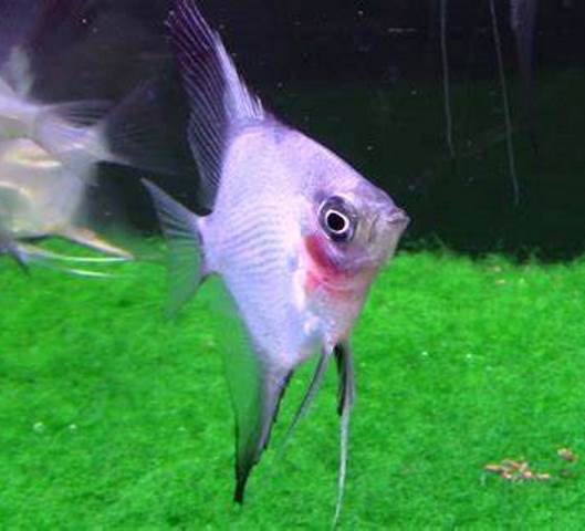 Angelfish - Blue Blushing Ghost - Small - Quantity of 5
